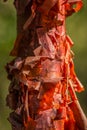 A Copperwood Tree at the Island of Cuba Royalty Free Stock Photo