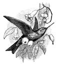 Coppery Bellied Puffleg, vintage illustration