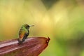 Coppery-headed emerald, Costa Rica Royalty Free Stock Photo