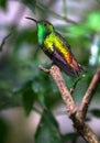 Coppery-headed emerald Elvira cupreiceps, adult male Royalty Free Stock Photo
