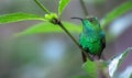 Coppery-headed emerald Elvira cupreiceps, adult male Royalty Free Stock Photo