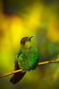 Coppery-headed Emerald, Elvira cupreiceps, beautiful hummingbird from, green bird, scene in tropical forest, animal in the nature Royalty Free Stock Photo