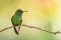 Coppery-headed Emerald - Elvira cupreiceps