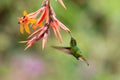 Coppery-headed Emerald, Elvira cupreiceps, hovering next to orange flower, bird from mountain tropical forest, Costa Rica Royalty Free Stock Photo