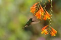 Coppery-headed Emerald, Elvira cupreiceps, hovering next to orange flower, bird from mountain tropical forest, Costa Rica Royalty Free Stock Photo