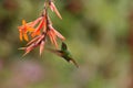 Coppery-headed Emerald, Elvira cupreiceps, hovering next to orange flower, bird from mountain tropical forest Royalty Free Stock Photo