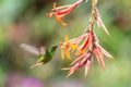 Coppery-headed Emerald, Elvira cupreiceps, hovering next to orange flower, bird from mountain tropical forest, Costa Rica Royalty Free Stock Photo