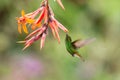 Coppery-headed Emerald, Elvira cupreiceps, hovering next to orange flower, bird from mountain tropical forest, Costa Rica Royalty Free Stock Photo