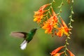 Coppery-headed Emerald, Elvira cupreiceps, hovering next to orange flower, bird from mountain tropical forest, Costa Rica Royalty Free Stock Photo