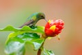 Coppery-headed emerald, Elvira cupreiceps, hummingbird with clear green background in Ecuador. Hummingbird in nature habitat. Bird Royalty Free Stock Photo