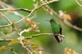 Coppery-headed emerald Elvira cupreiceps sitting on branch, bird from mountain tropical forest, Waterfalls garden, Costa Rica Royalty Free Stock Photo