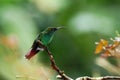 coppery-headed emerald Elvira cupreiceps sitting on branch, bird from mountain tropical forest, Waterfalls garden, Costa Rica Royalty Free Stock Photo