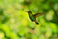 Coppery-headed Emerald - Elvira cupreiceps small flying hummingbird endemic to Costa Rica
