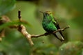 Coppery-headed Emerald - Elvira cupreiceps small hummingbird endemic to Costa Rica Royalty Free Stock Photo