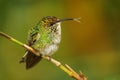 Coppery-headed Emerald - Elvira cupreiceps small hummingbird endemic to Costa Rica, bird feeds on nectar and small invertebrates, Royalty Free Stock Photo