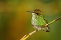 Coppery-headed Emerald - Elvira cupreiceps small hummingbird endemic to Costa Rica, bird feeds on nectar and small invertebrates, Royalty Free Stock Photo