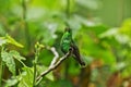 Coppery-headed Emerald Hummingbird, Costa Rica Royalty Free Stock Photo