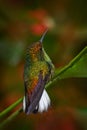 Coppery-headed emerald, hummingbird Endemic in Costa Rica. Tinny bird in the nature forestr habitat Royalty Free Stock Photo