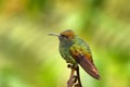 Coppery-headed emerald, Microchera cupreiceps, small hummingbird Endemic in Costa Rica. Tinny bird in the nature forestr habitat. Royalty Free Stock Photo