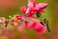 Coppery-headed emerald, Microchera cupreiceps,  small hummingbird endemic to Costa Rica. Tinny bird with pinkred flower, wildlife Royalty Free Stock Photo