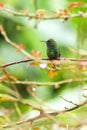 Coppery-headed Emerald sitting on branch, bird from mountain tropical forest, Costa Rica, bird perching on branch, tiny beautiful Royalty Free Stock Photo