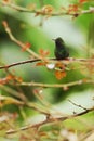 Coppery-headed Emerald sitting on branch, bird from mountain tropical forest, Costa Rica, bird perching on branch Royalty Free Stock Photo