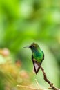 Coppery-headed Emerald sitting on branch, bird from mountain tropical forest, Costa Rica, bird perching on branch, tiny beautiful Royalty Free Stock Photo