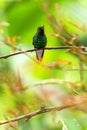Coppery-headed Emerald sitting on branch, bird from mountain tropical forest, Costa Rica, bird perching on branch, tiny beautiful Royalty Free Stock Photo