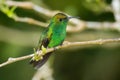 Coppery-headed emerald