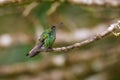 Coppery-headed emerald