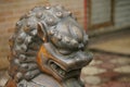 Coppery lion