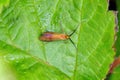 Coppery Long-horn - Nemophora cupriacella, a locally rare micro moth.