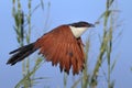 Coppery-tailed Coucal