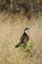 Coppery-tailed Coucal in Grass