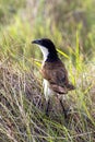 Coppery-tailed Coucal, in Botswana, Africa