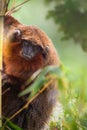 Coppery Titi Monkey