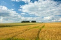 Coppice on a field of barley