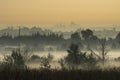 Coppice in the morning mist on the outskirts of the city