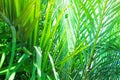 Coppice of Palm Trees with Long Dangling Spiky Leaves Forming a Natural Pattern. Exotic Tropical Plants. Bright Sunlight Highlight