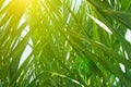 Coppice of Palm Trees with Long Dangling Spiky Leaves Forming a Natural Pattern. Golden Sunlight Rays. Botanical Tropical Foliage