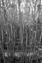 coppice plantation in black and white - stock photo