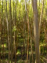 Coppice plantation in colour - stock photo