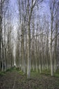 Coppice of poplars in the early fall. Color Image Royalty Free Stock Photo