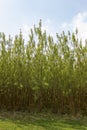 Coppice trees growing in the sunshine - stock photo