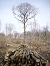 Coppice woodland with logs