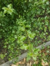 Coppiced hoheria tree growing in garden bed.