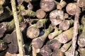 Coppiced wood stacked in woodpile
