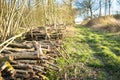 Coppiced wood stacked in woodpile