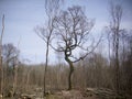 Coppiced woodland