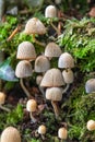 Coprinaceae tree fungi also known as Brittlestems or its Botanical name Psathyrellaceae Royalty Free Stock Photo